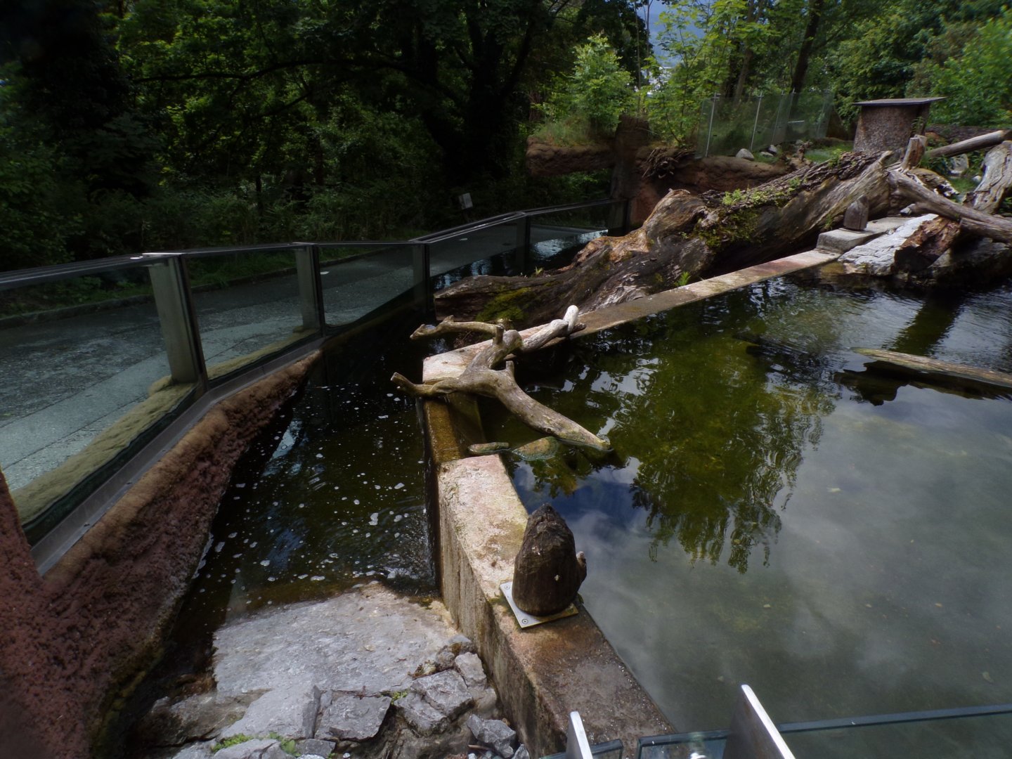 Eurasian beaver, merganser and fish enclosure 9.7.25