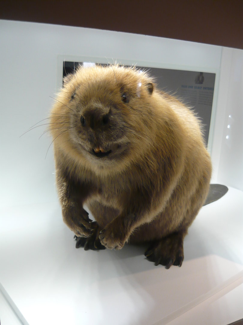 Eurasian beaver