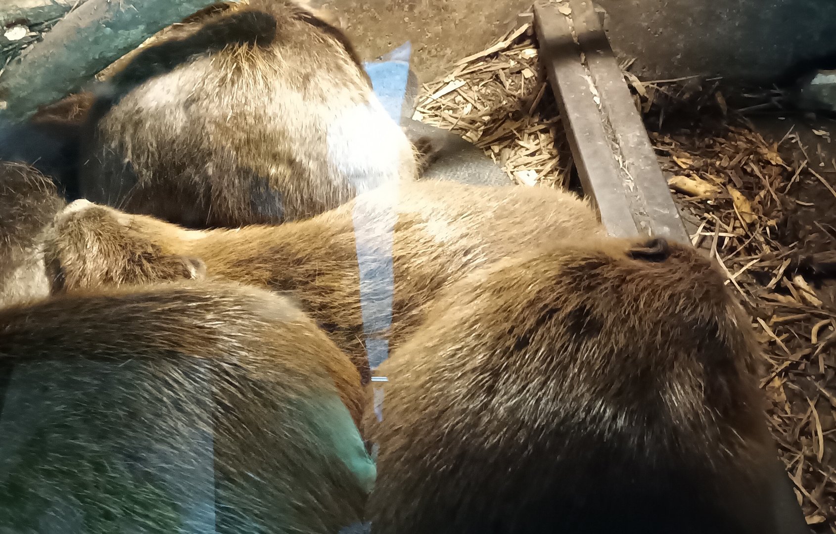 Eurasian Beavers