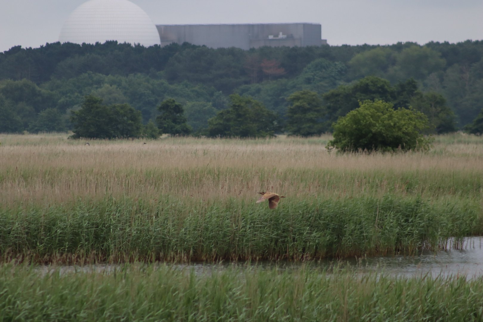 Eurasian bittern and power station - 29 June 2021, RSPB Minsmere