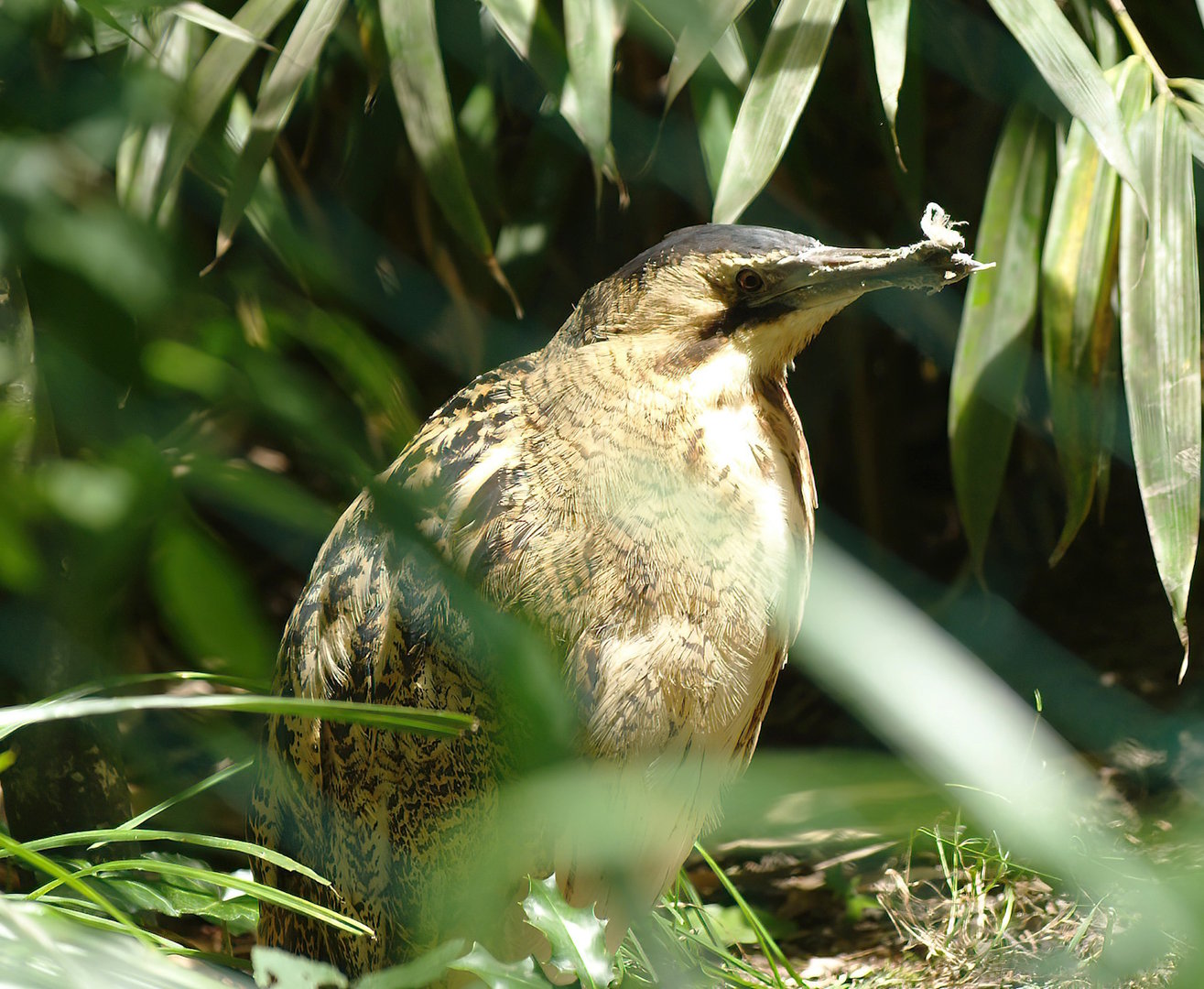 Eurasian bittern (Botaurus stellaris), 2008-07-22