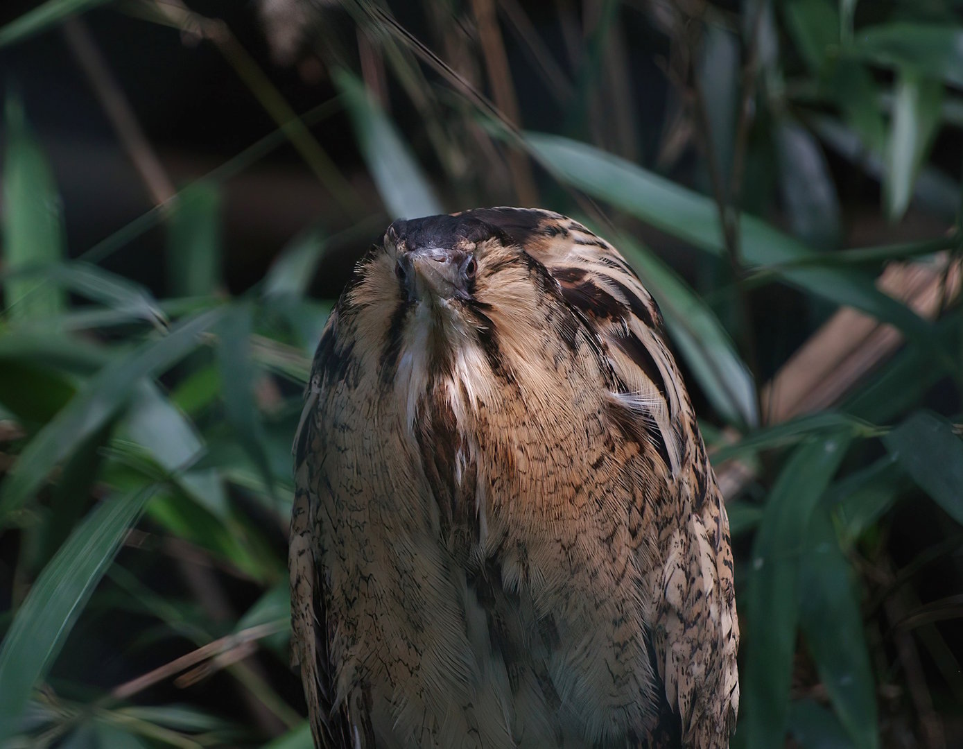 Eurasian bittern (Botaurus stellaris), 2008-07-22