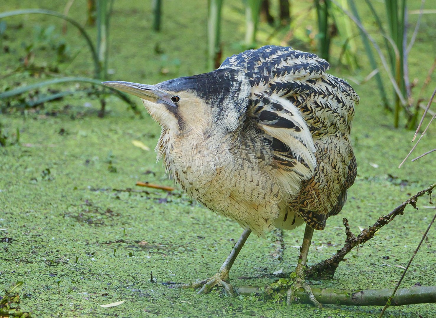 Eurasian bittern (Botaurus stellaris)