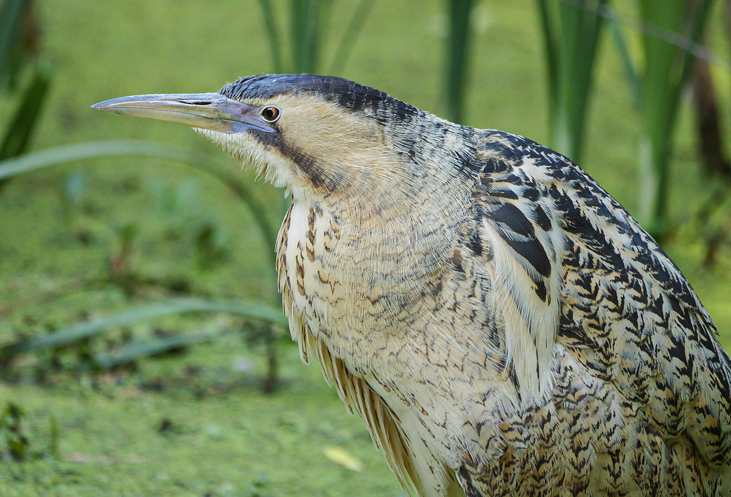 Eurasian bittern (Botaurus stellaris)