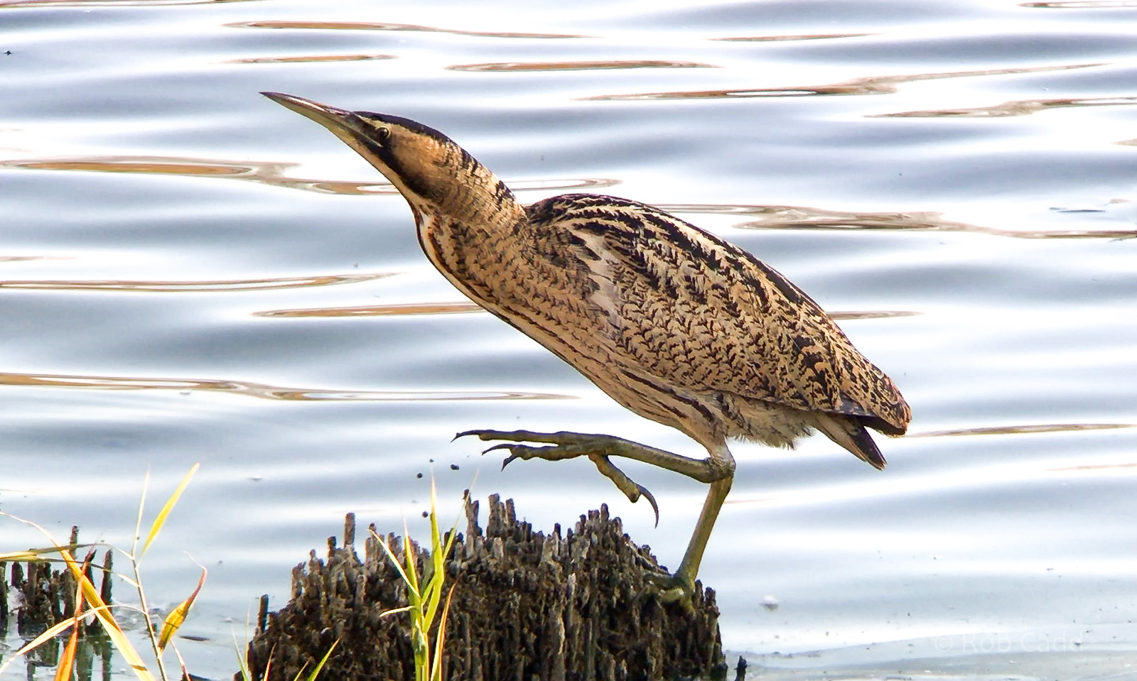 Eurasian bittern (Great bittern) : Buckinghamshire : 19 Nov 2018