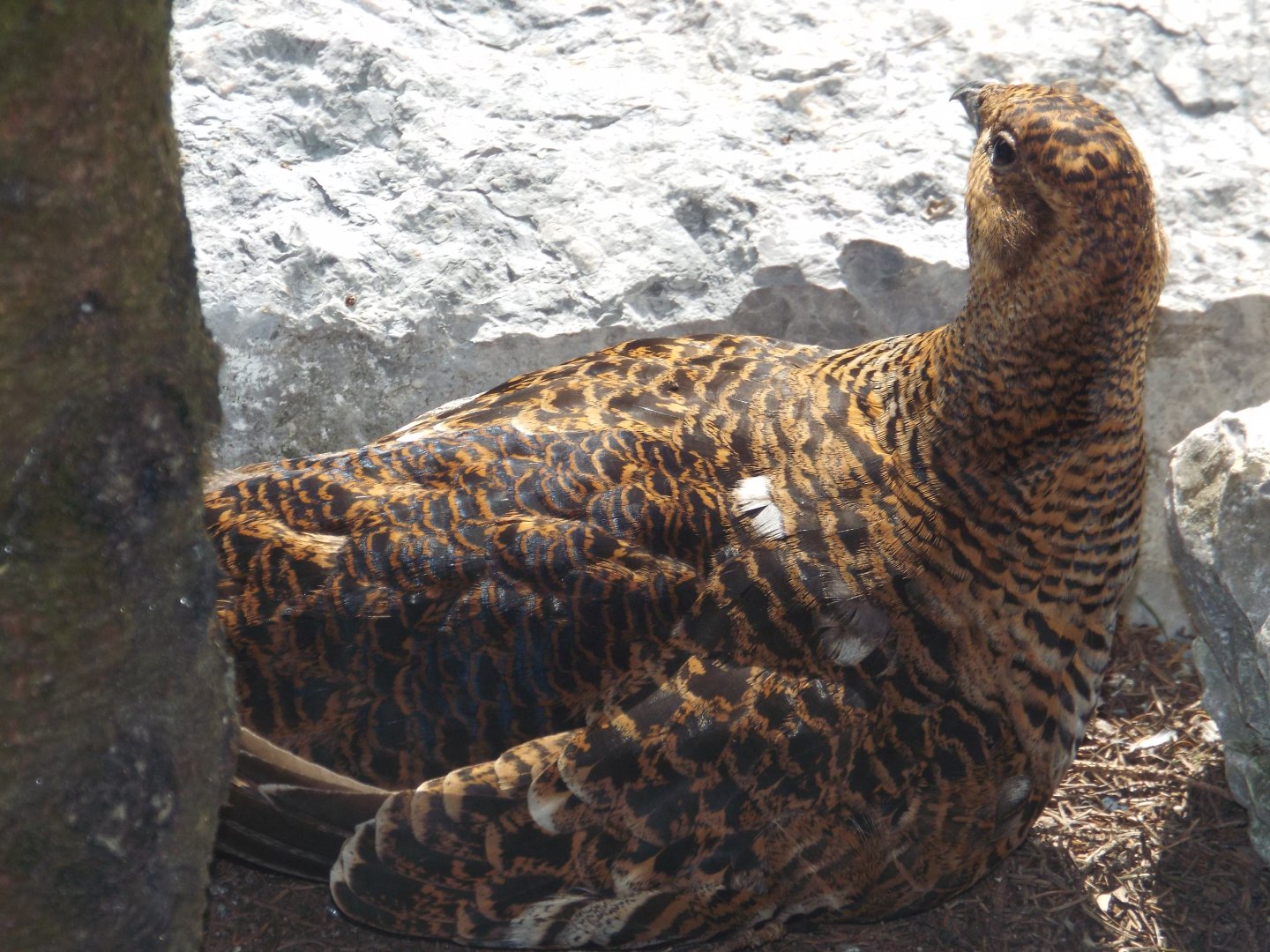 Eurasian Black Grouse (Lyrurus tetrix) at Alpenzoo Innsbruck - April 11 2015