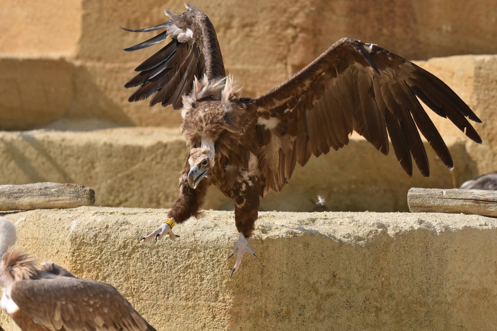 Eurasian black vulture (Aegypius monachus)