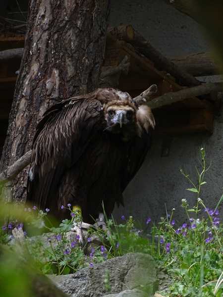Eurasian black vulture (Aegypius monachus)