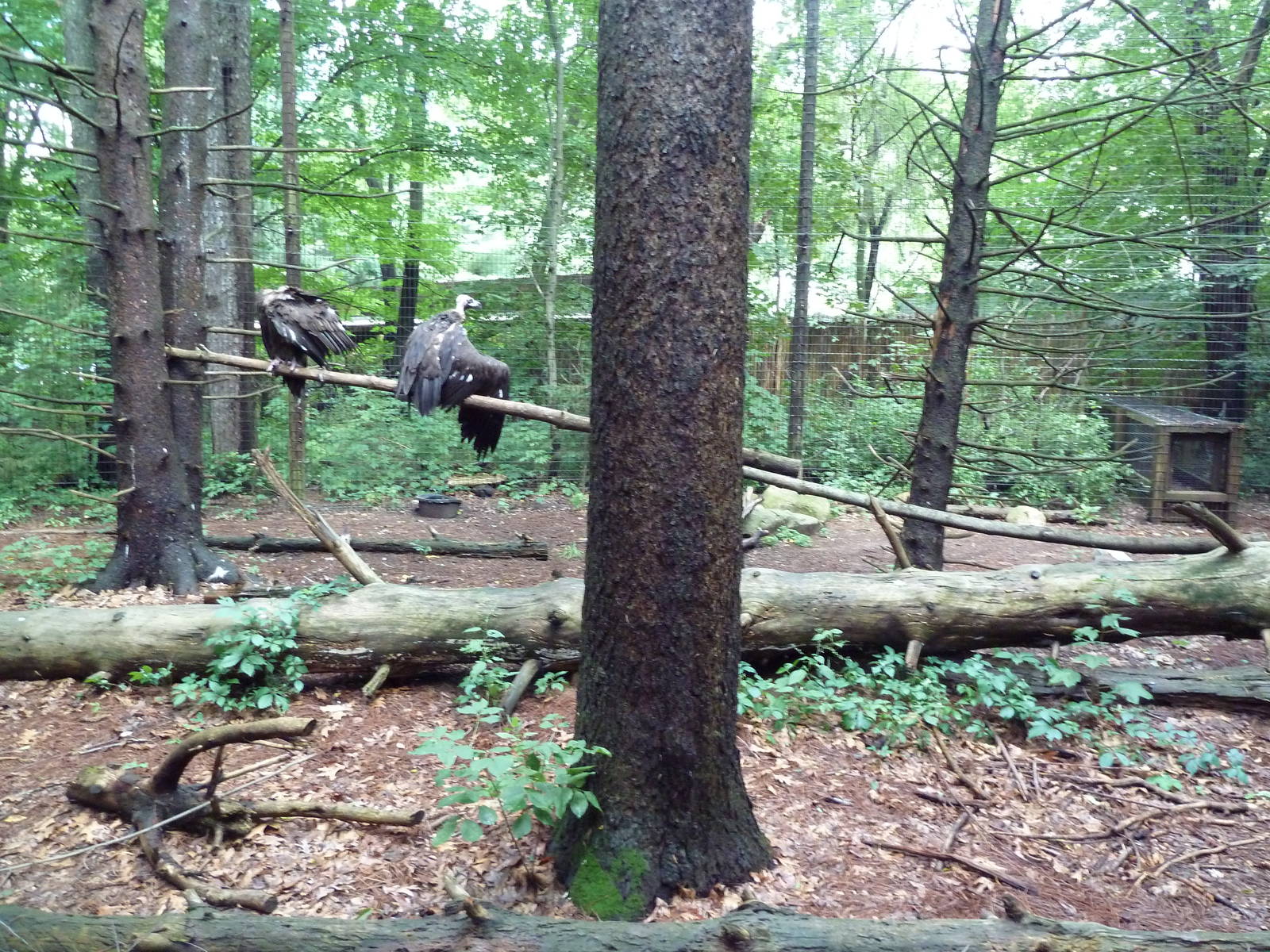 Eurasian Black Vulture Exhibit