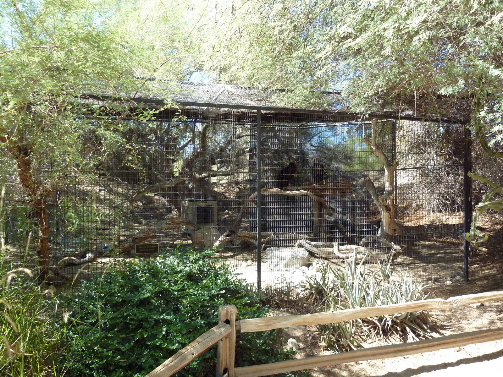 Eurasian Black Vulture Exhibit