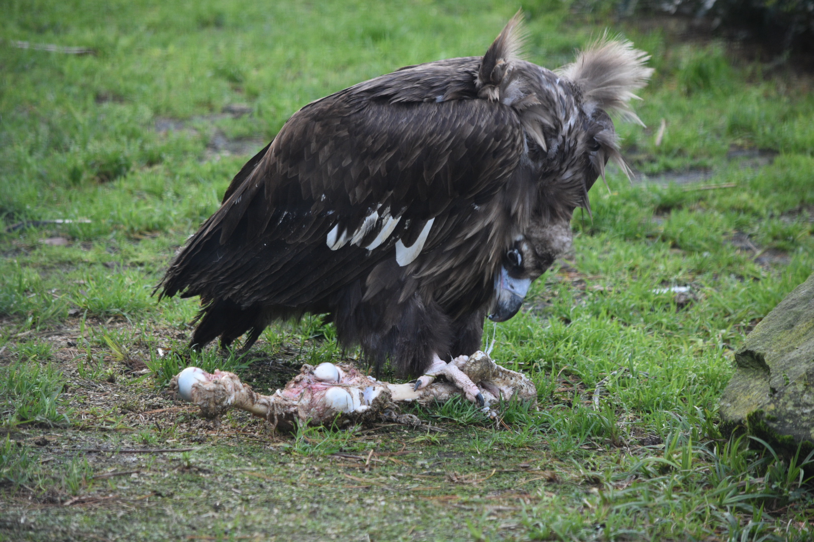 Eurasian Black Vulture Feeding