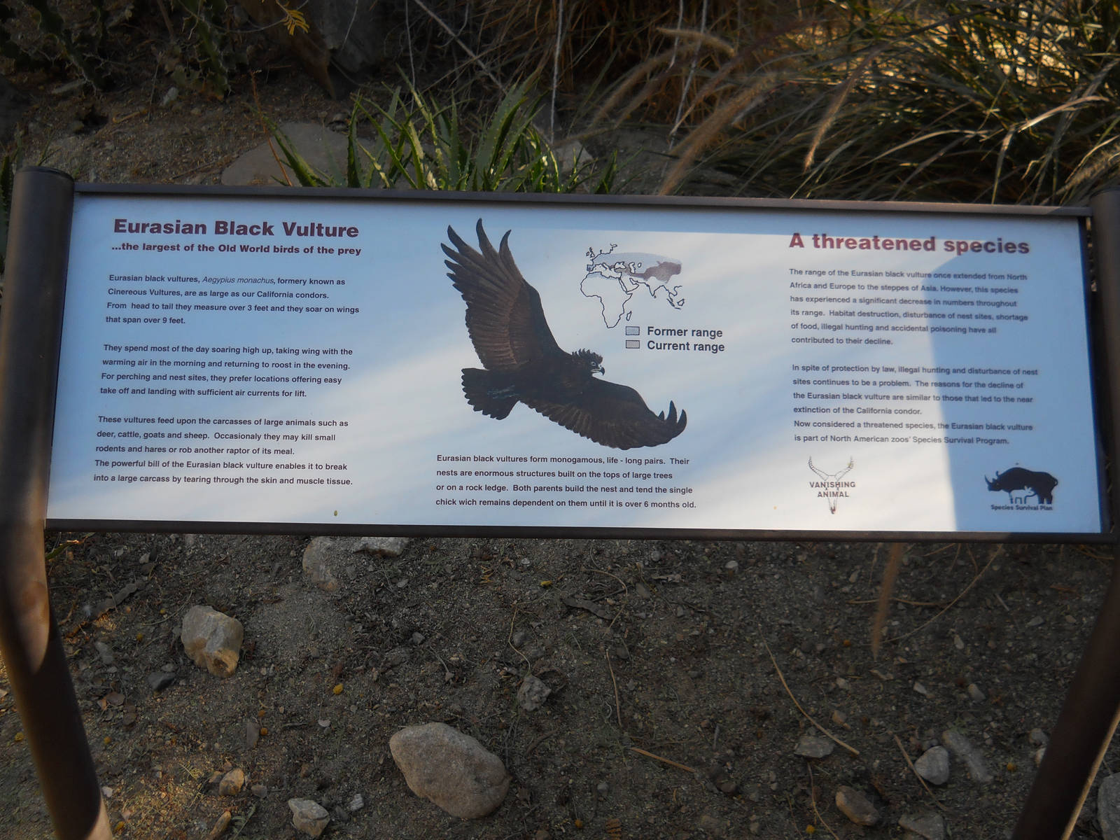 Eurasian black vulture info