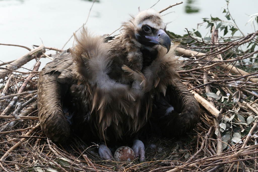 Eurasian Black Vulture with Egg