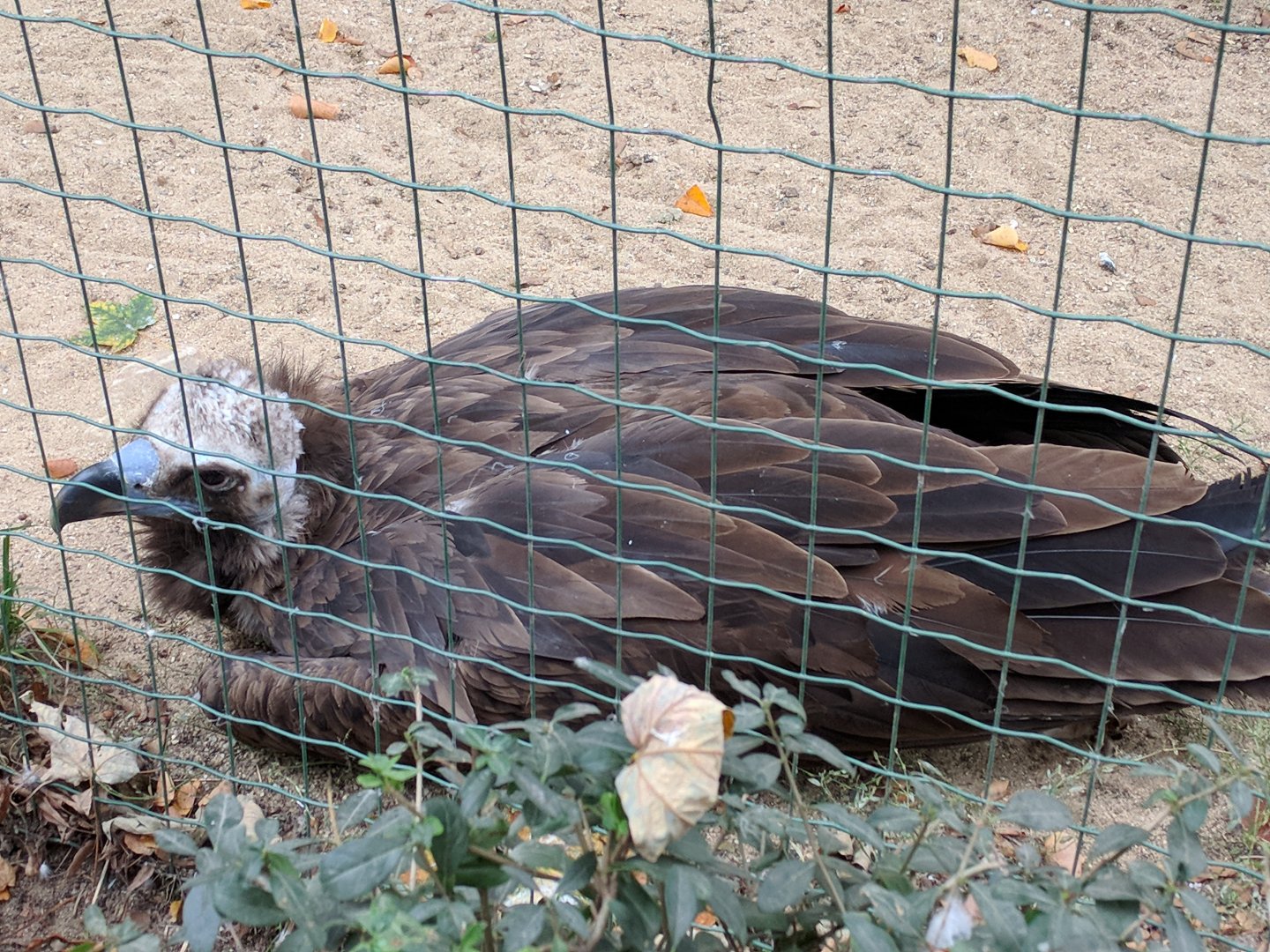 Eurasian Black Vulture Zoo Praha 2018