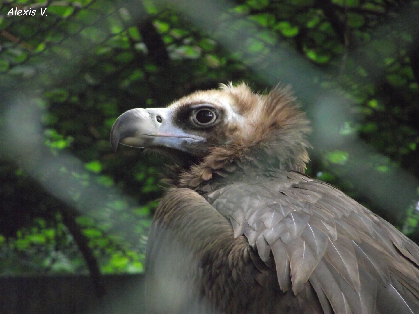 Eurasian Black Vulture - Zooparc de Beauval - 05/2021