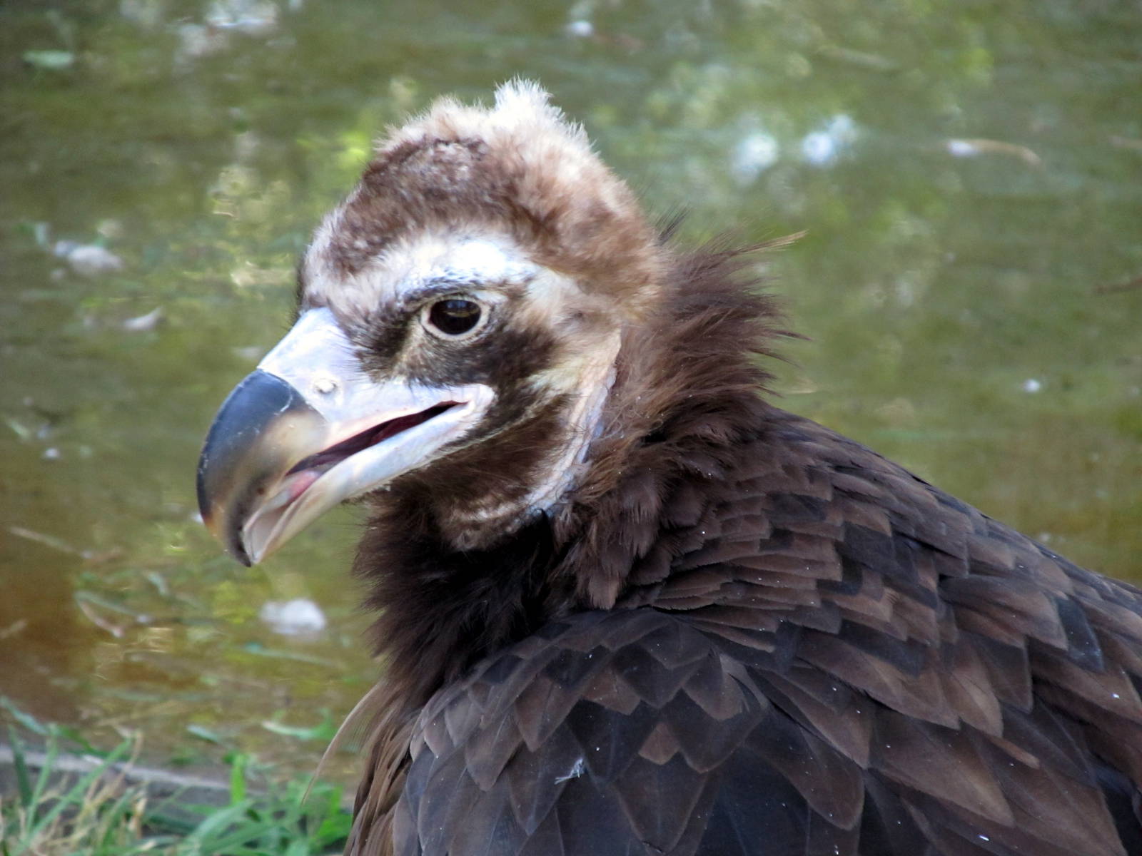 Eurasian Black Vulture