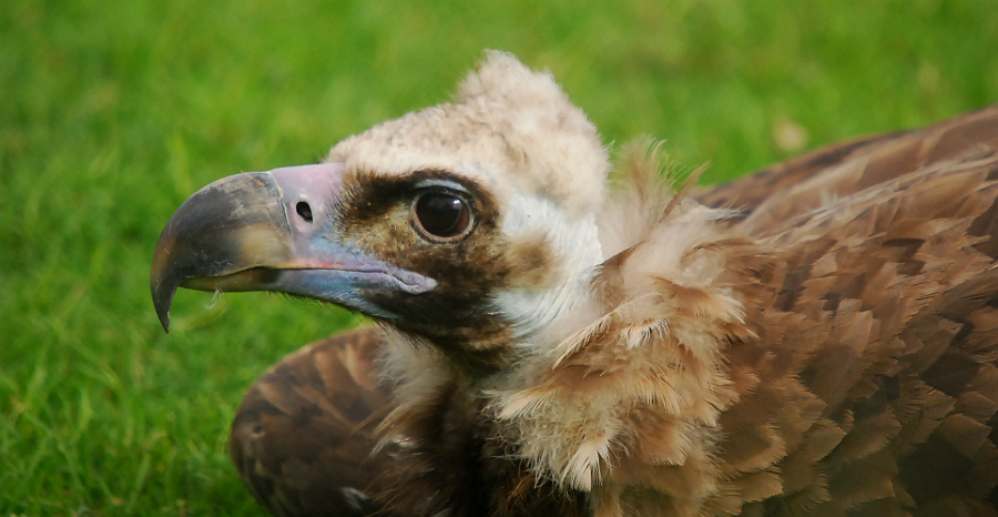 EURASIAN BLACK VULTURE