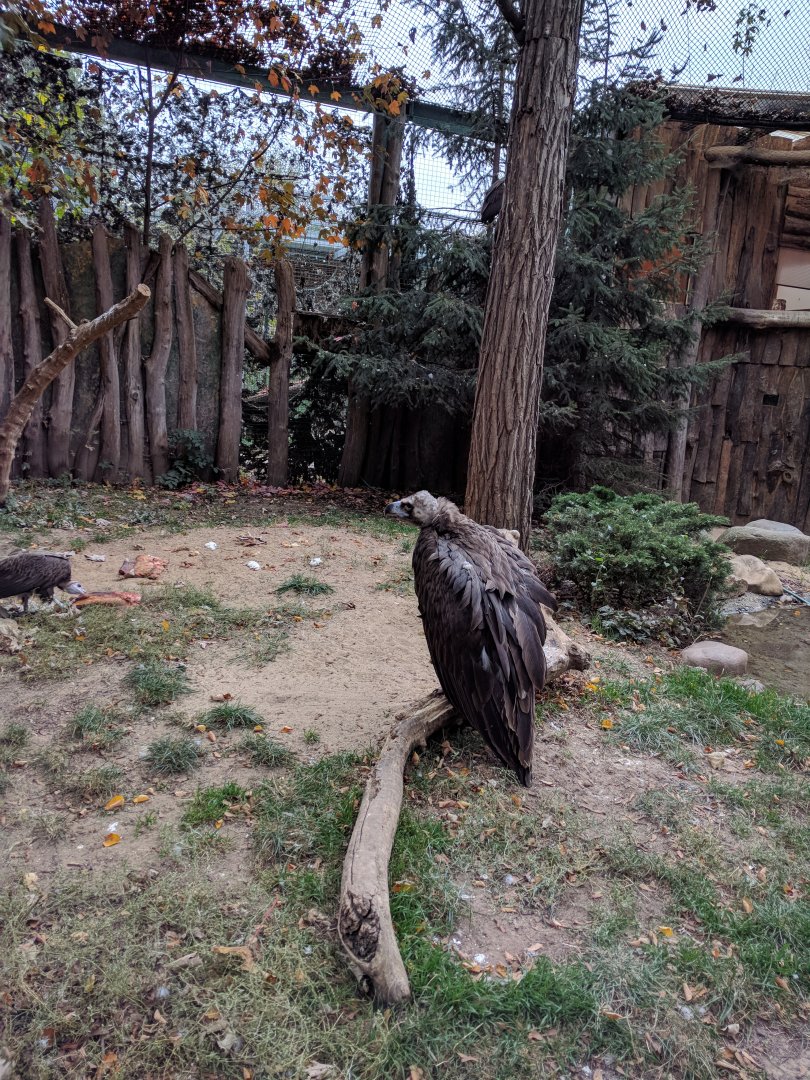 Eurasian Black Vulture