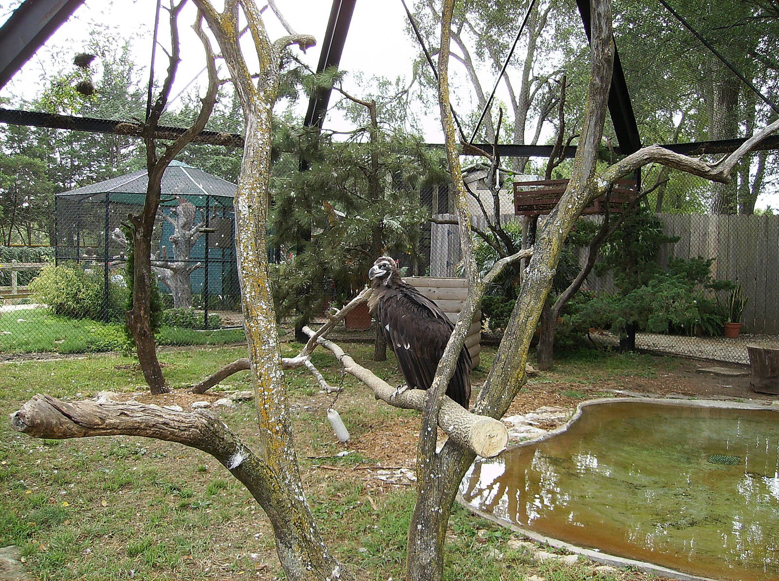 Eurasian Black Vulture