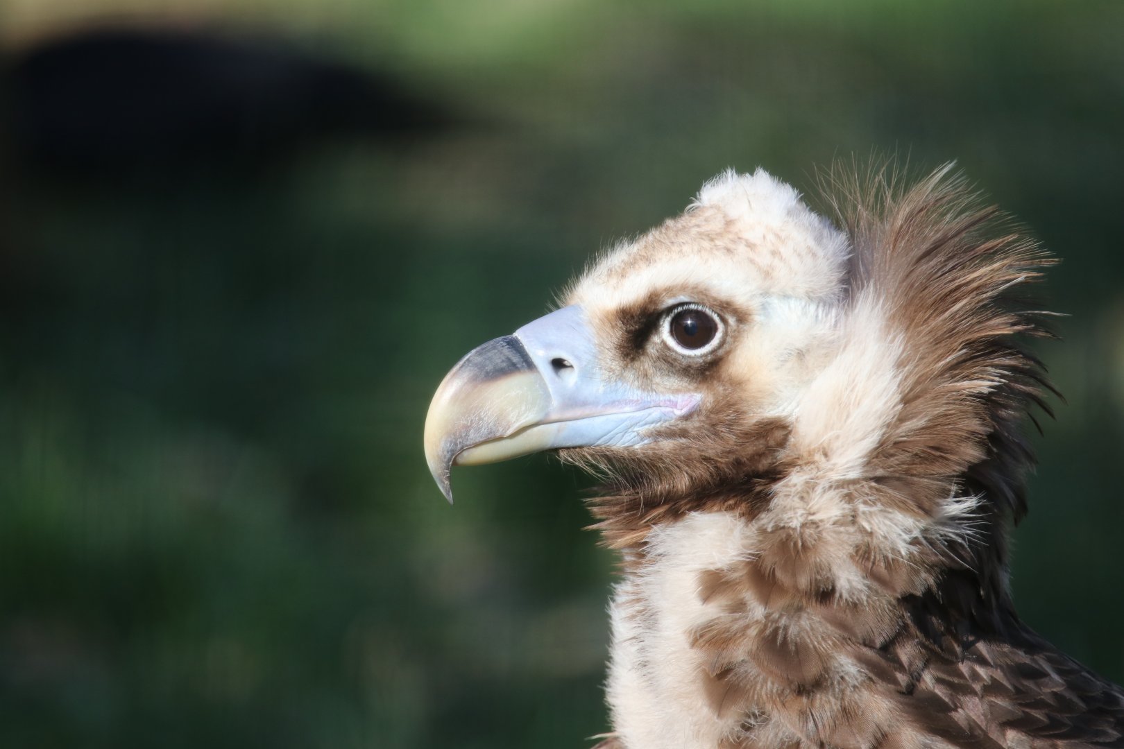 Eurasian black vulture