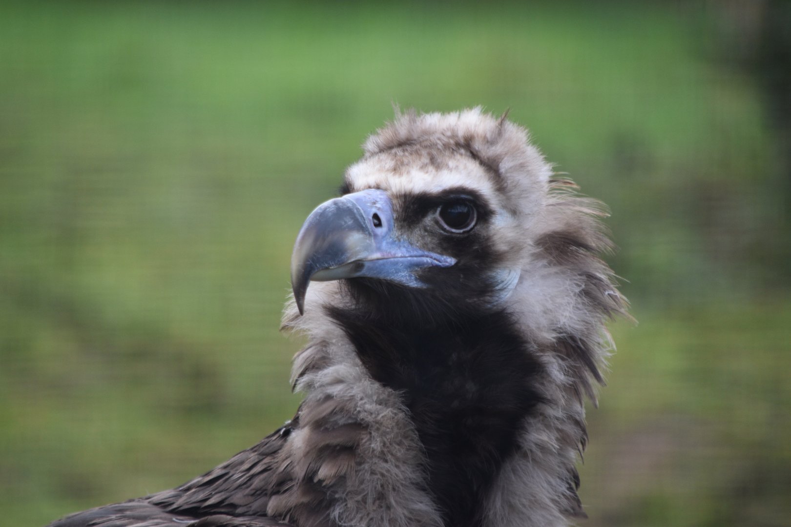 Eurasian black vulture