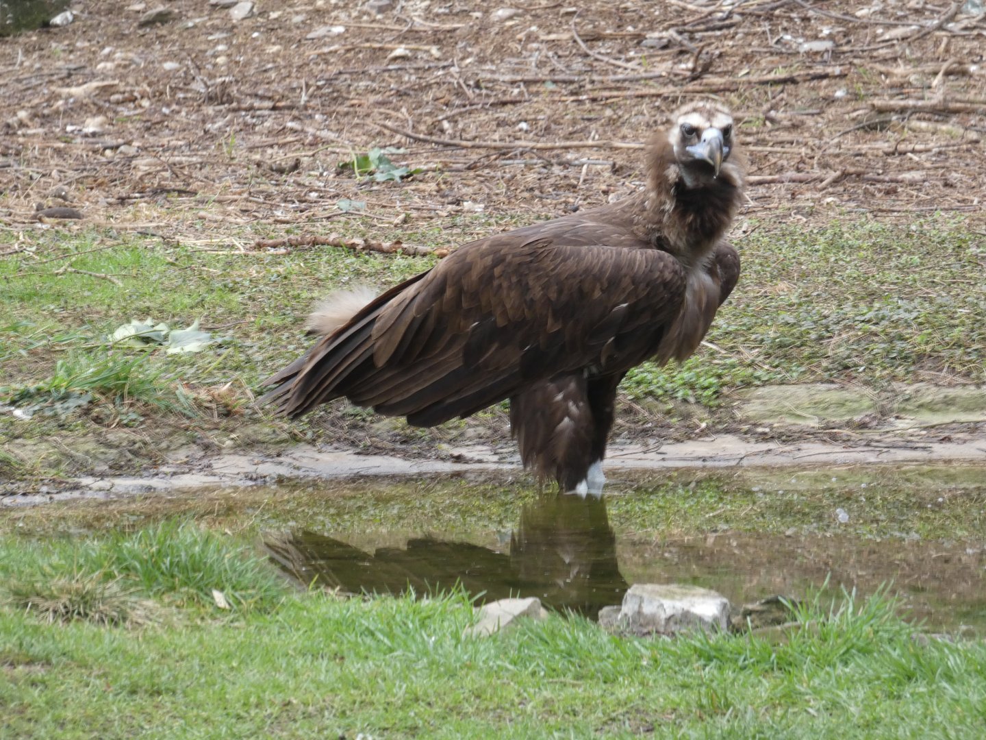 Eurasian black vulture