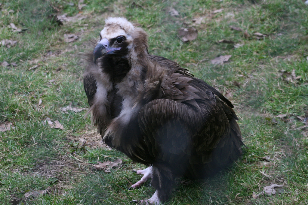 Eurasian Black Vulture
