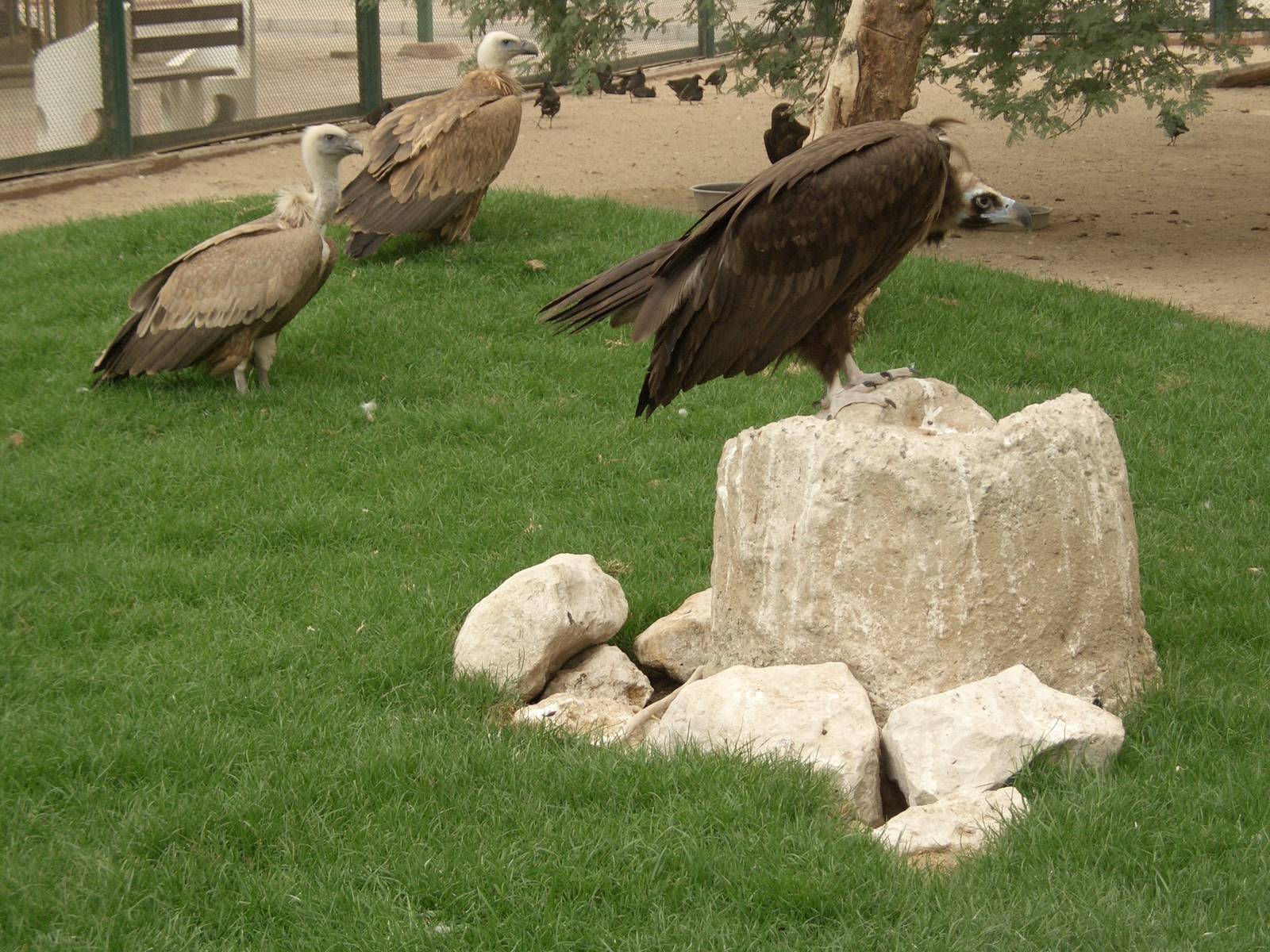 eurasian black vulture