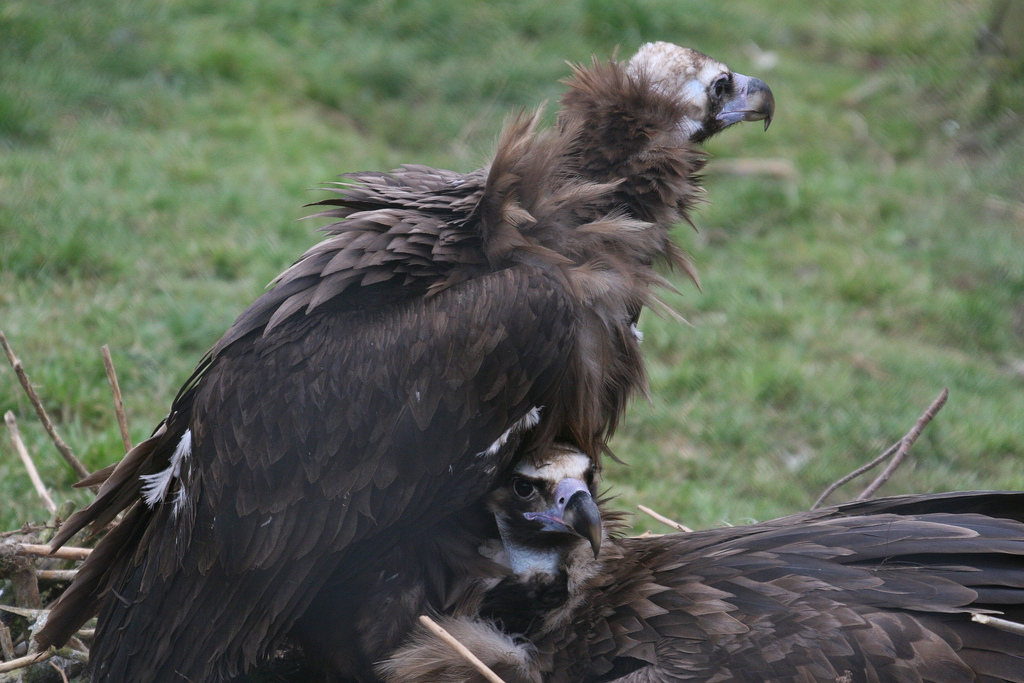 Eurasian Black Vultures #3