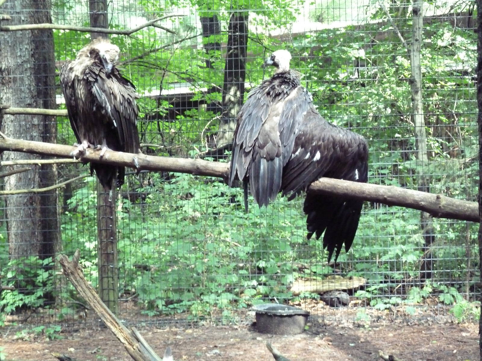 Eurasian Black Vultures