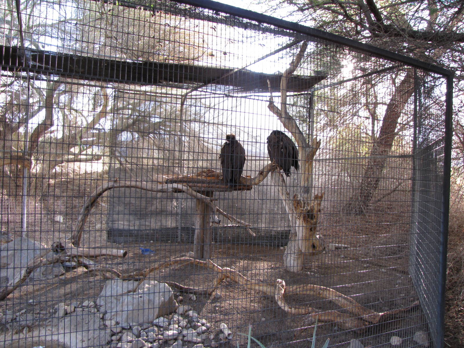 Eurasian Black Vultures
