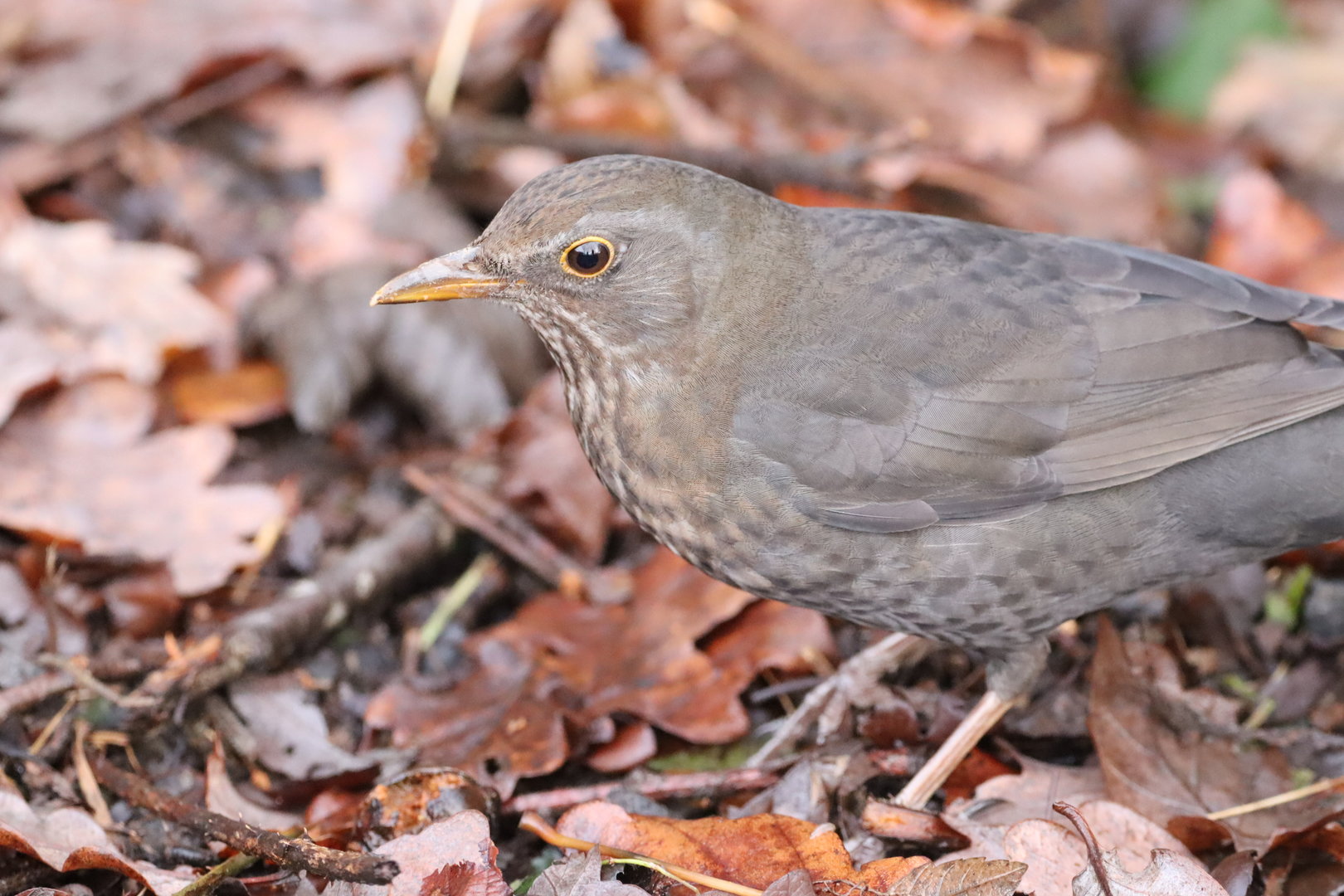 Eurasian Blackbird, female