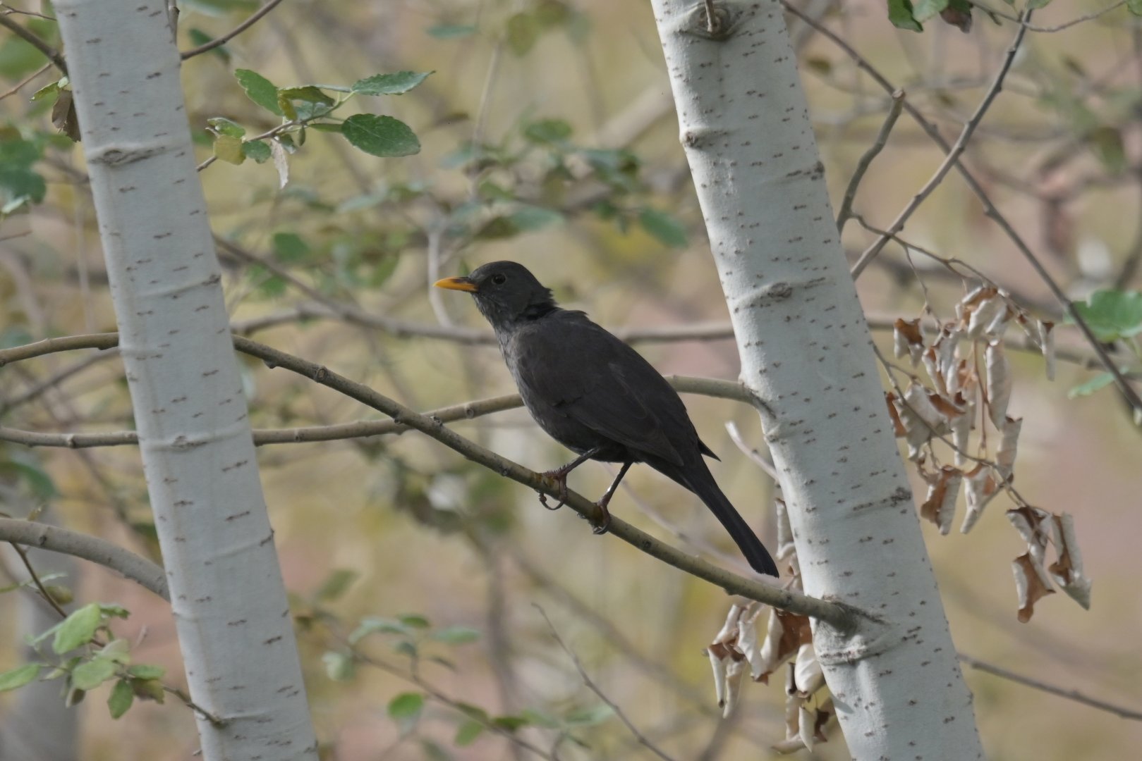 Eurasian Blackbird Turdus merula