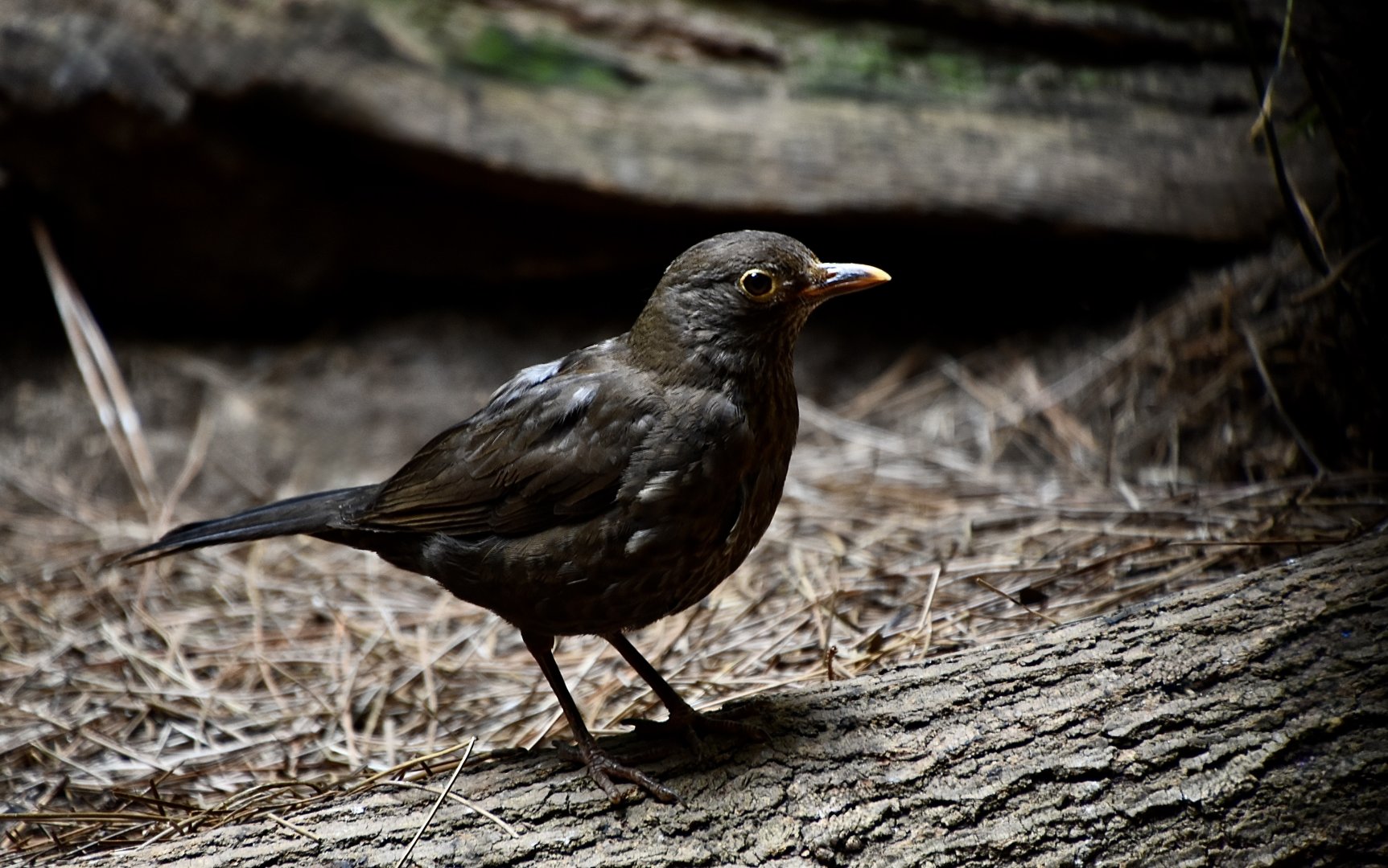 Eurasian Blackbird (Turdus merula)