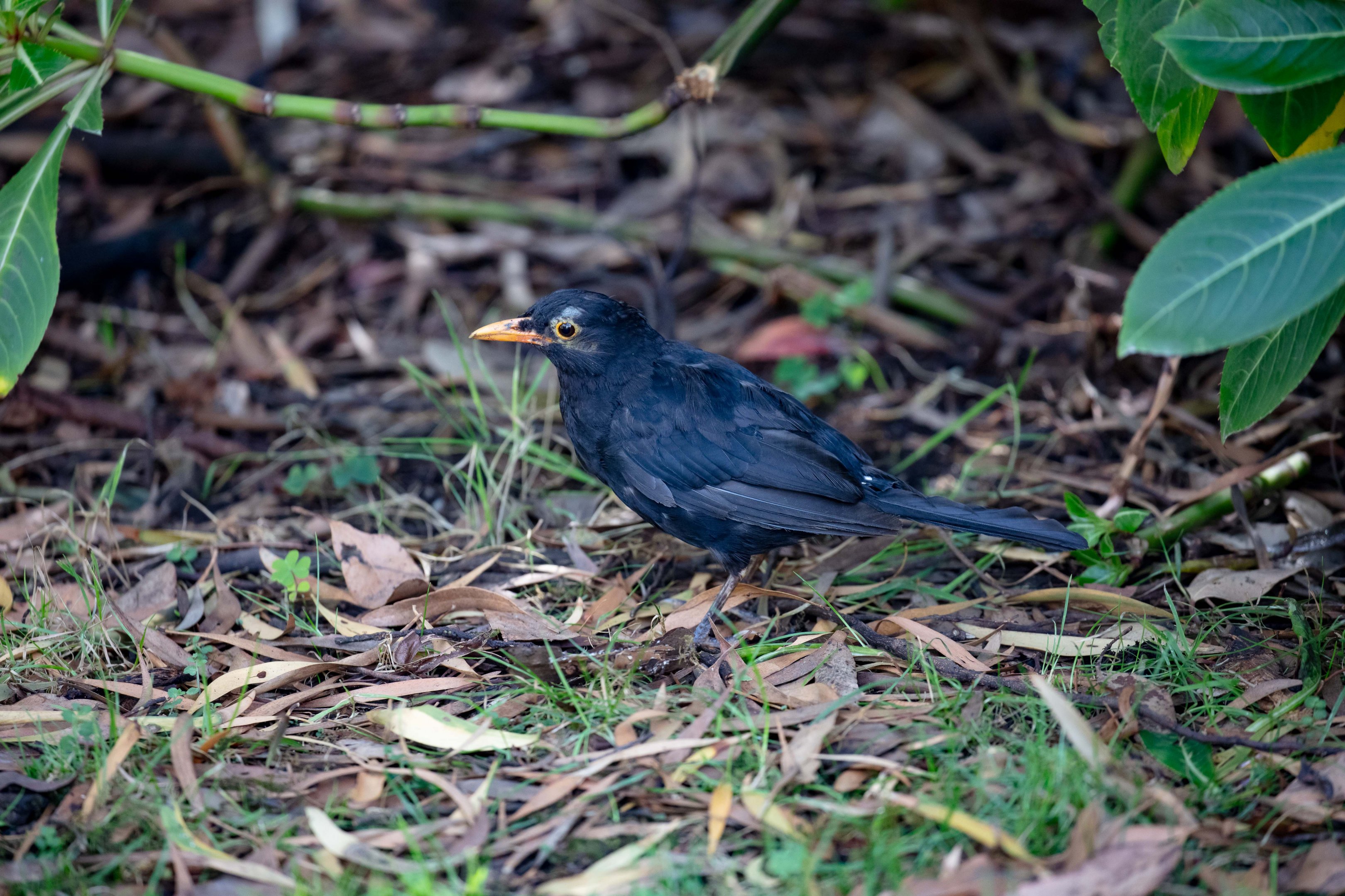 Eurasian Blackbird