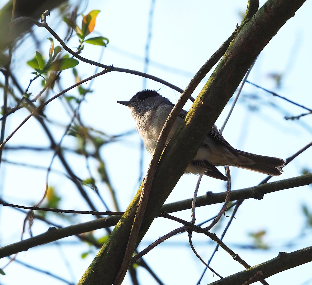 Eurasian blackcap (Sylvia atricapilla), Planckendael, 2023-04-18
