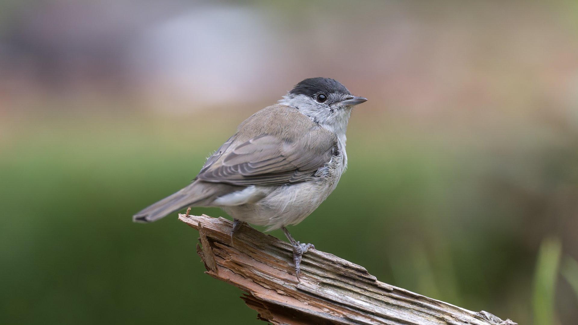 Eurasian Blackcap (wild) UK