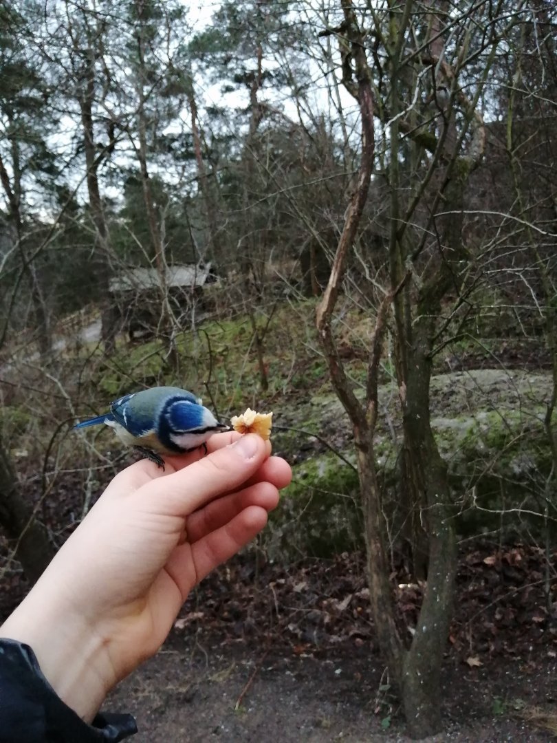 Eurasian blue tit eating walnut