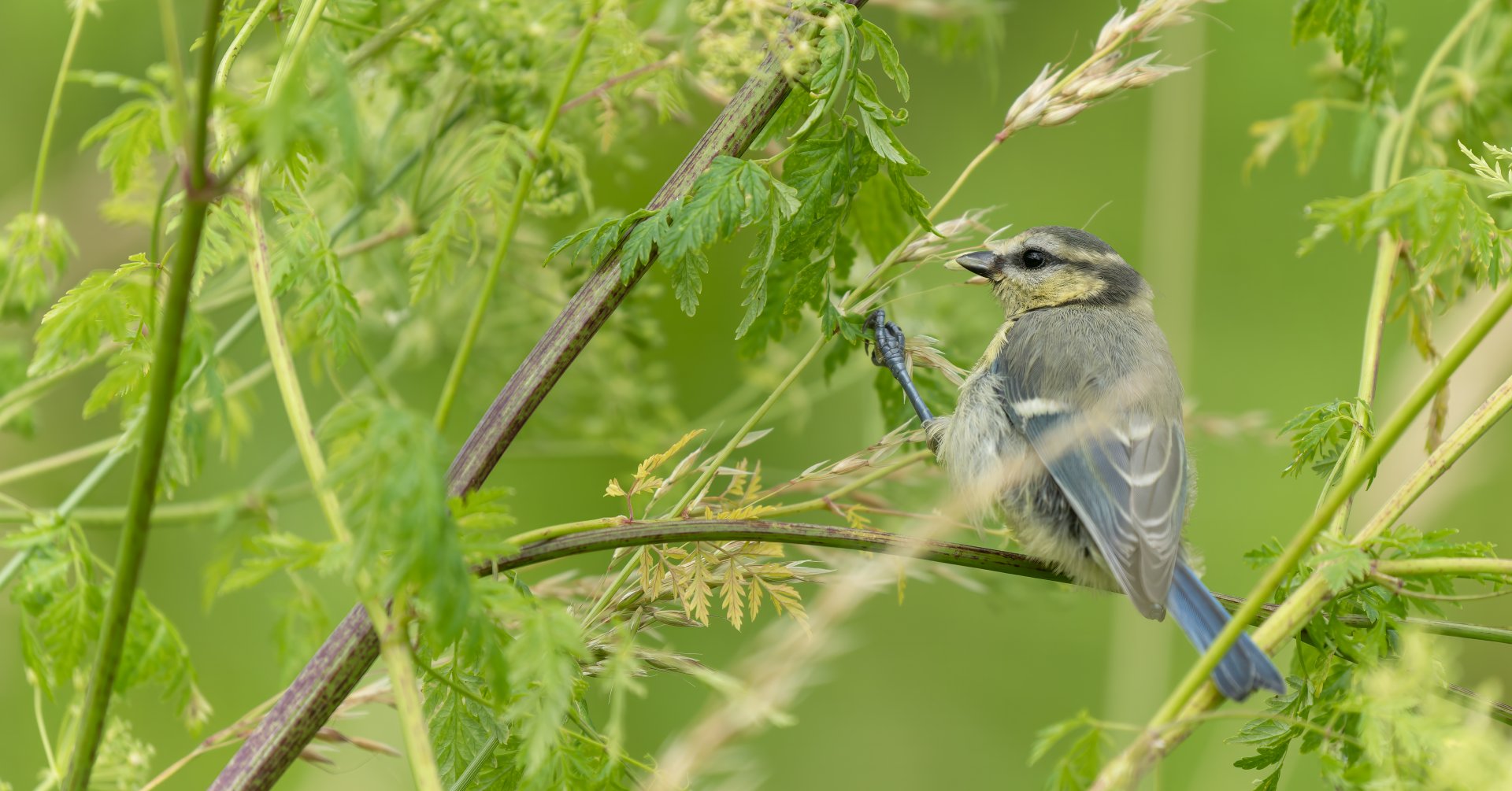 Eurasian Blue tit, juvenile, wild, UK