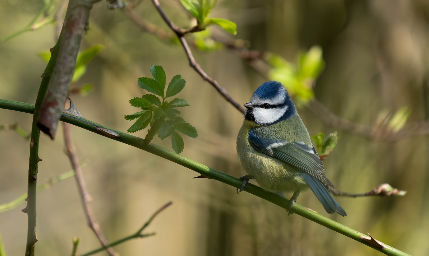 Eurasian Blue tit (wild), UK