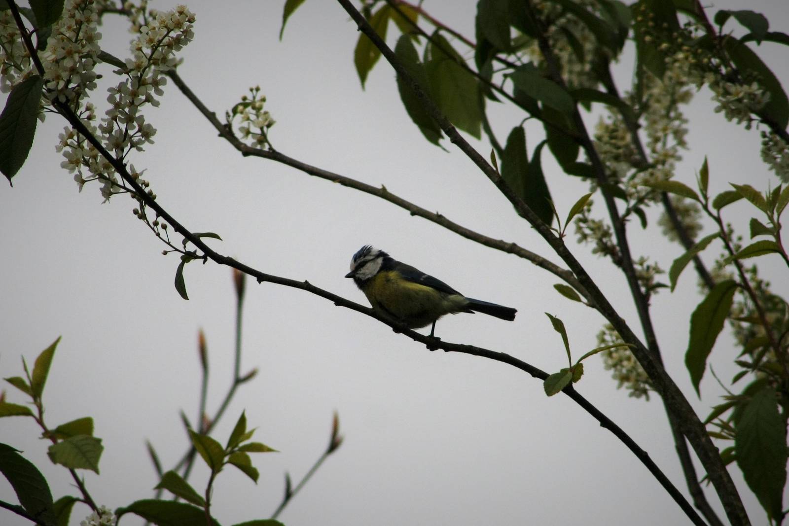 Eurasian Blue Tit