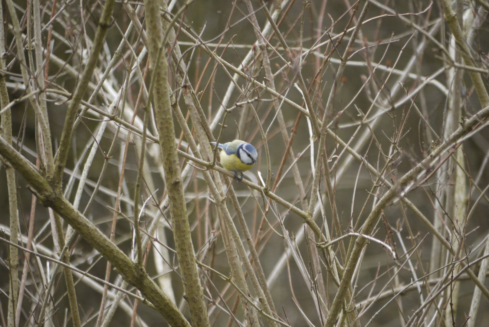 Eurasian Blue Tit