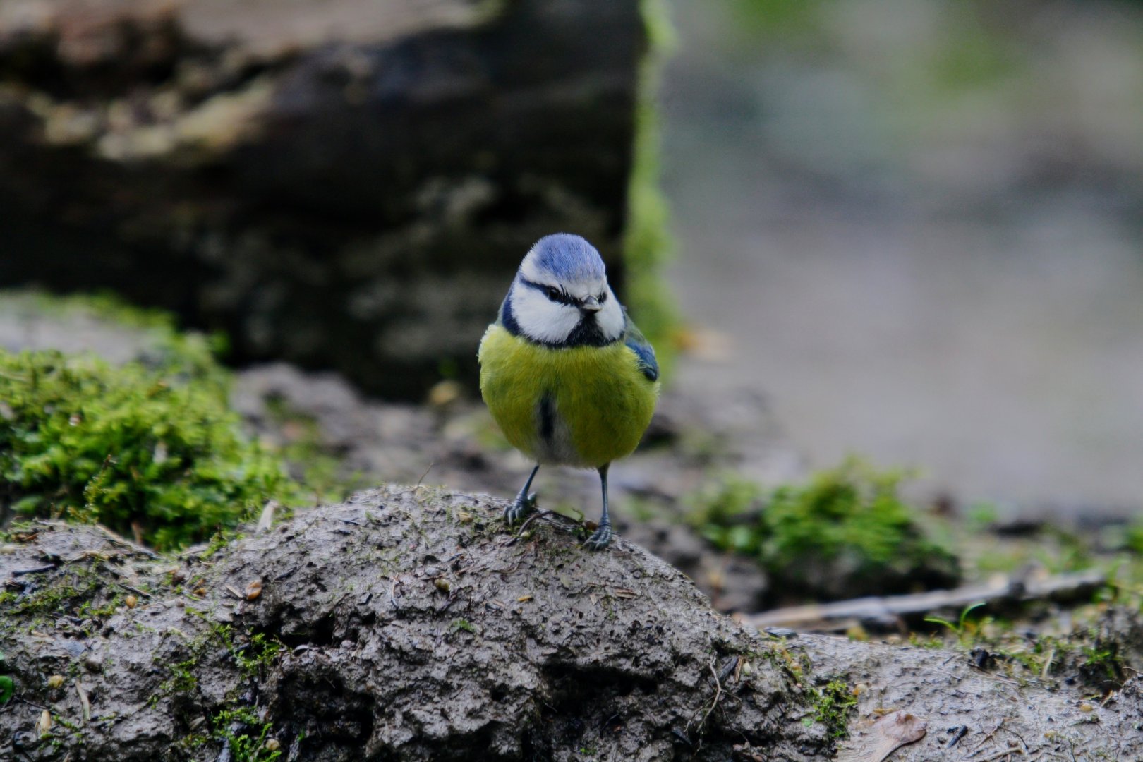 Eurasian blue tit