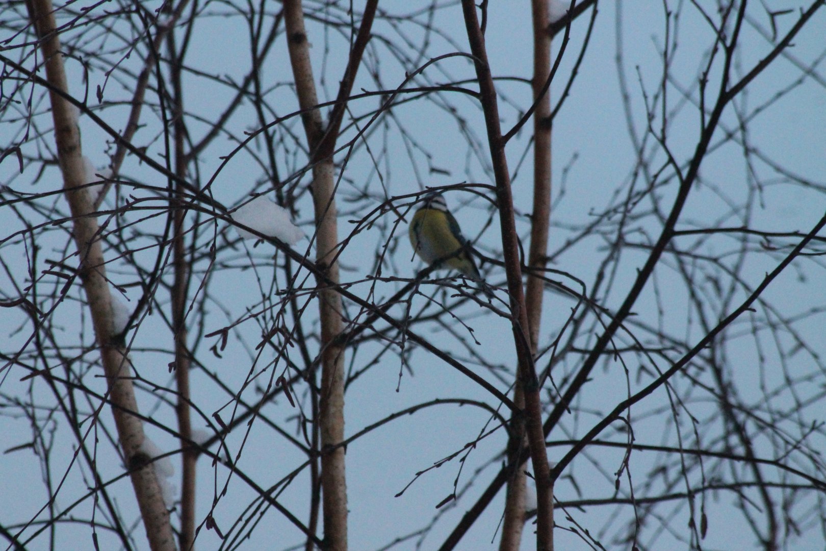 Eurasian Blue tit