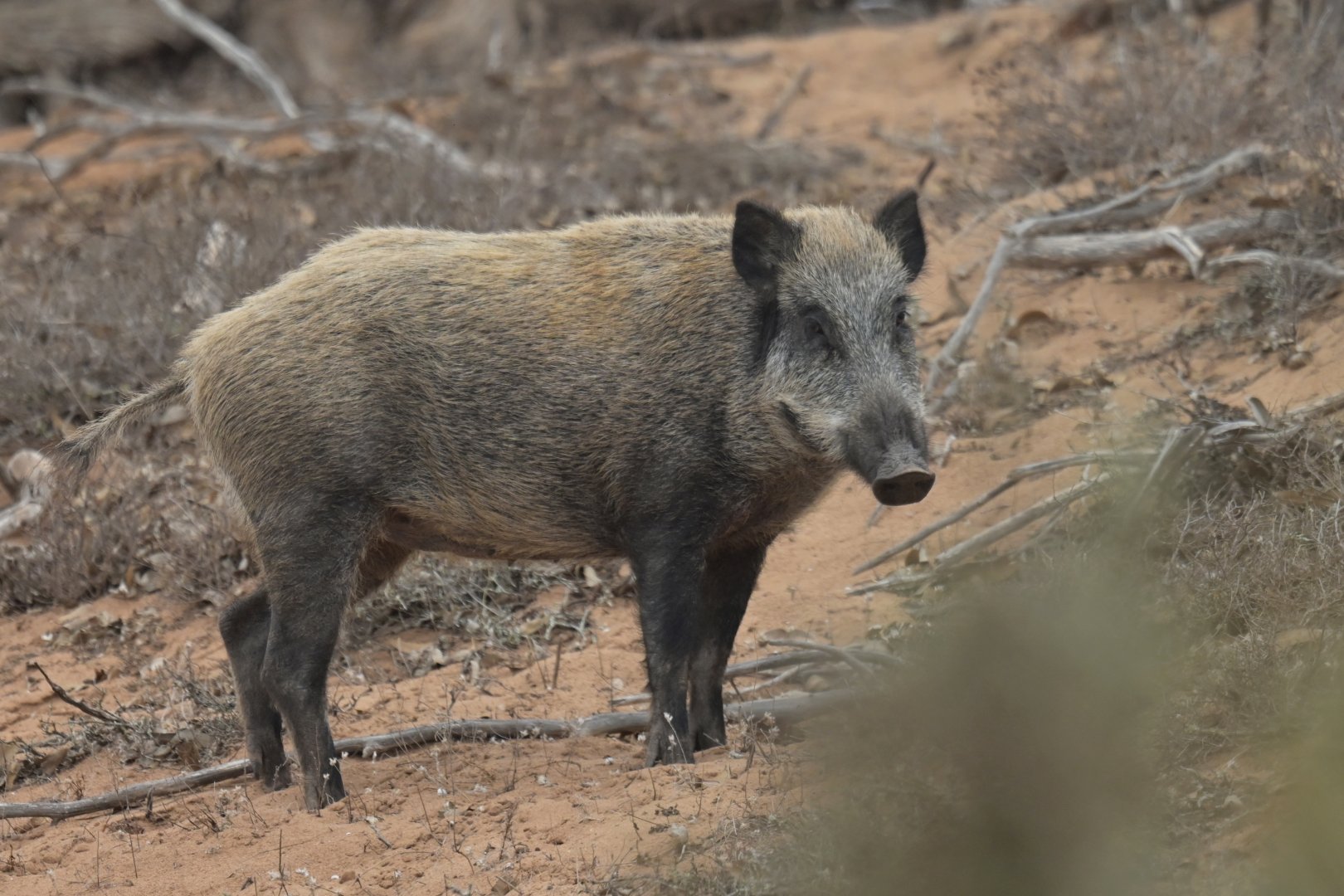 Eurasian boar (Sus scrofa)