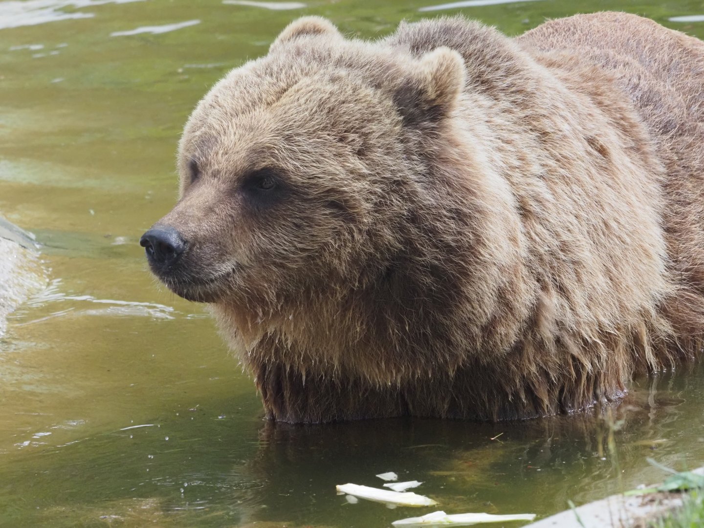 Eurasian Brown Bear 1