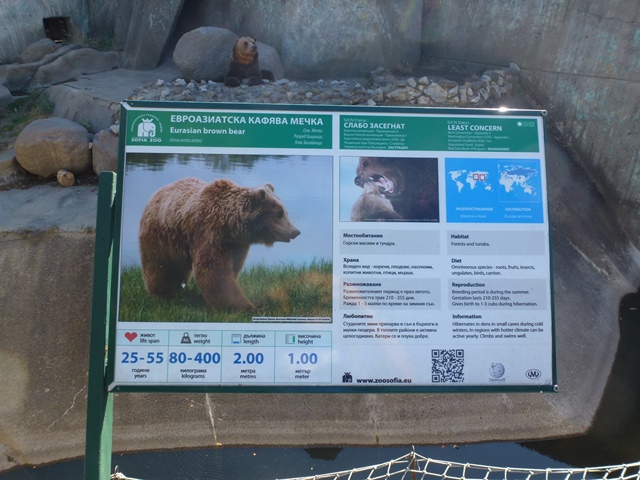 Eurasian brown bear 15.9.13