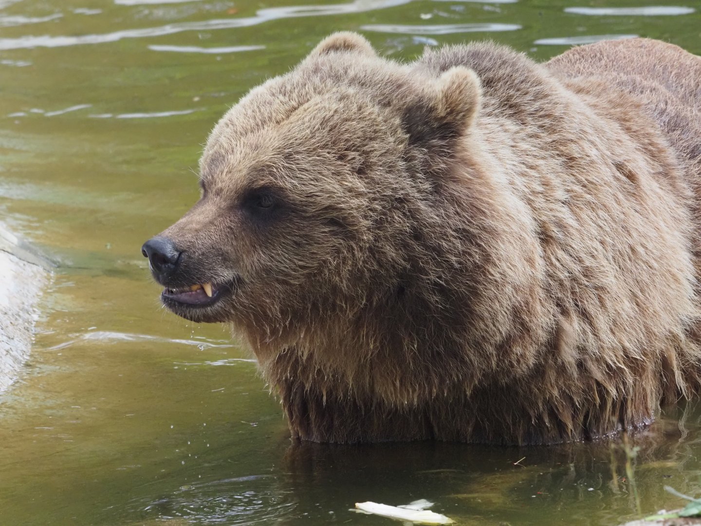 Eurasian Brown Bear 2