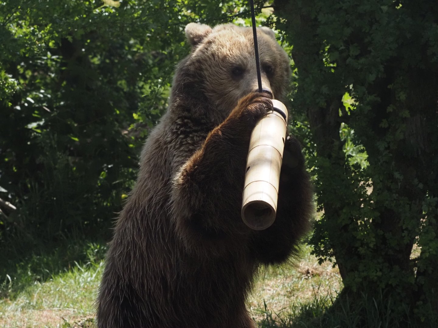 Eurasian Brown Bear 3