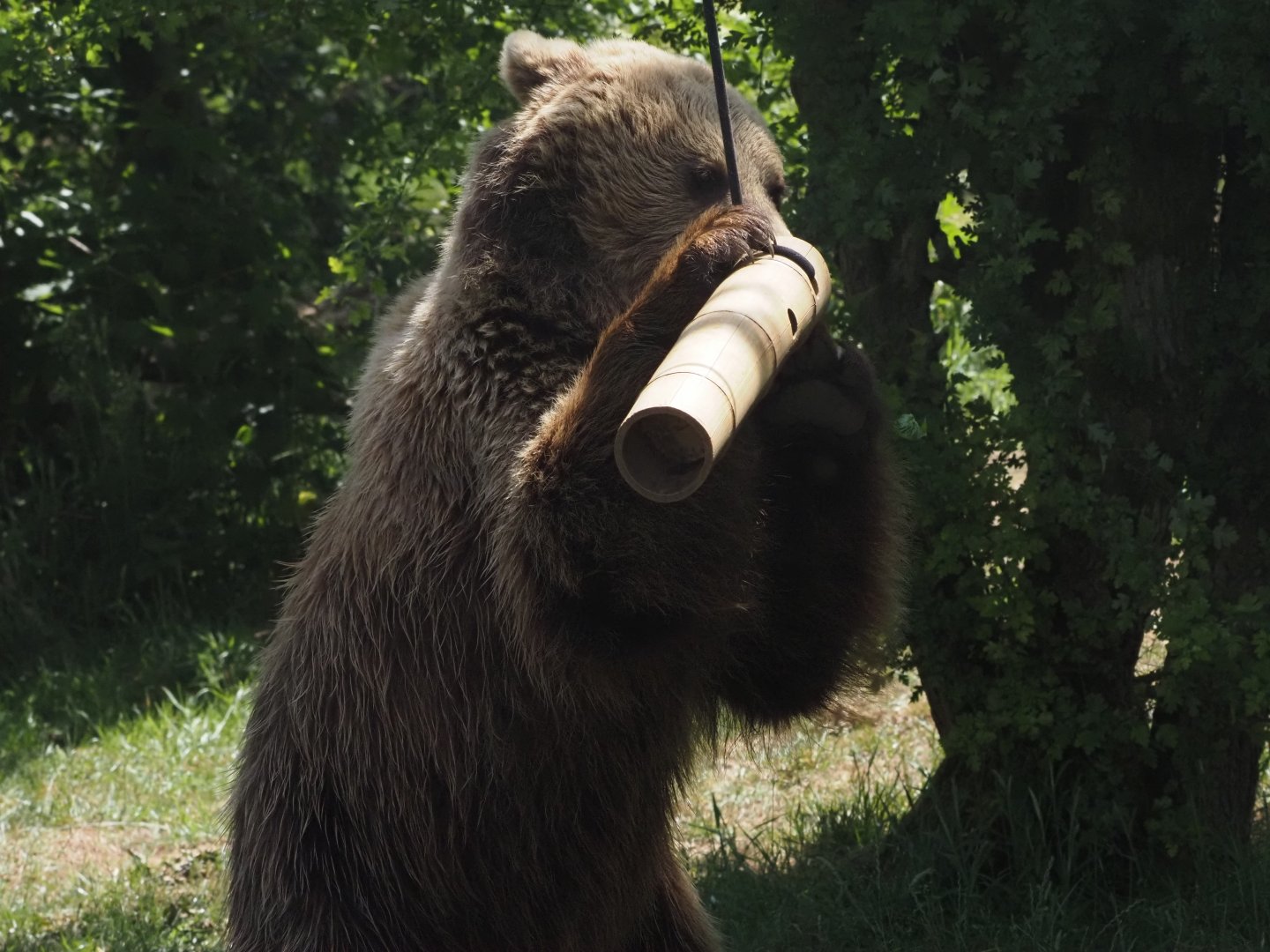 Eurasian Brown Bear 4